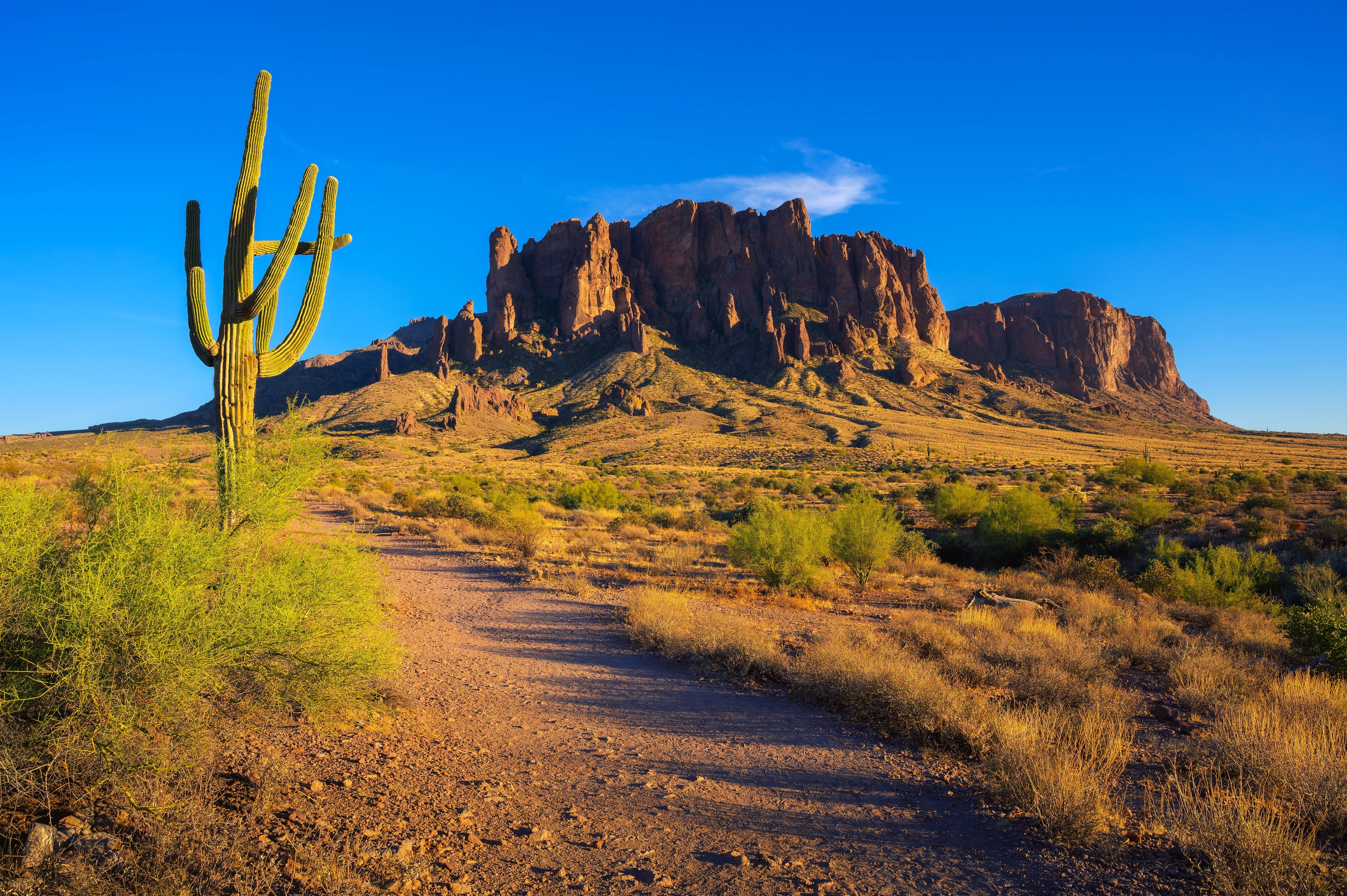 Desert lake surrounded by rocky mountains, saguaro cacti, and dense Southwestern vegetation under a bright blue sky.