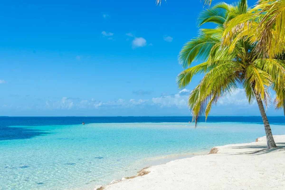 Palm tree on a white-sand beach beside clear turquoise water in Belize