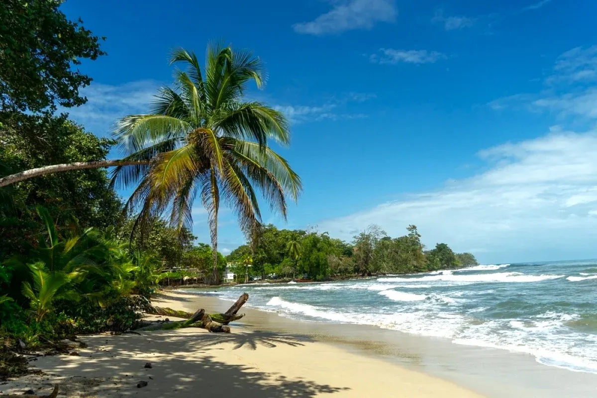 Palm-lined tropical beach with rolling waves and dense greenery in Costa Rica