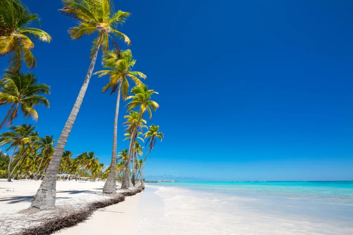 Tall palm trees along a white-sand beach and turquoise water in the Dominican Republic